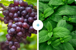 เทคโนโลยีบูเลดัน