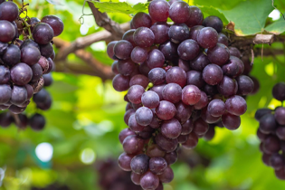 เทคโนโลยีบูเลดัน