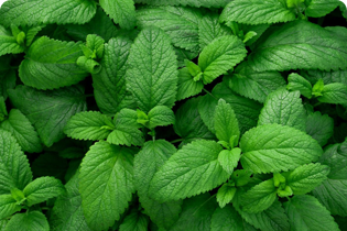 เทคโนโลยีบูเลดัน