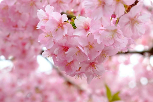 เทคโนโลยีบูเลดัน